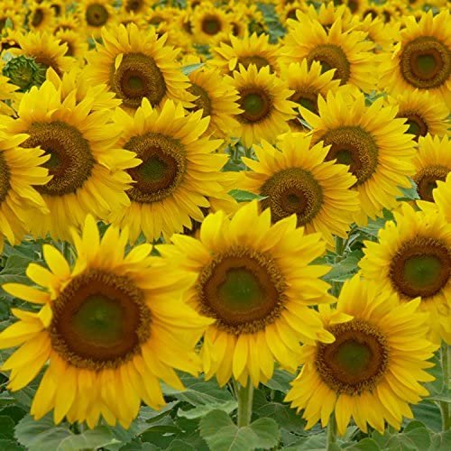 Babo Botanicals - Super Shield Sport Stick Fragrance Free 50 SPF - 0,6 oz.