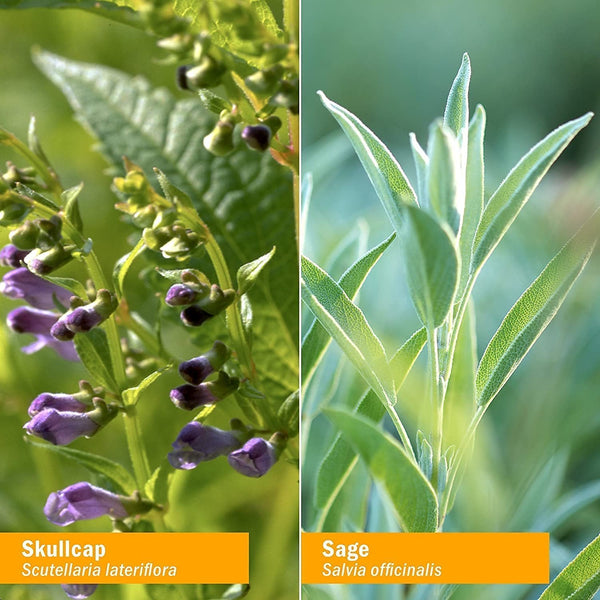 HERB PHARM - Brain and Memory Herbal Formula - 1 fl. oz. (29.6 ml)