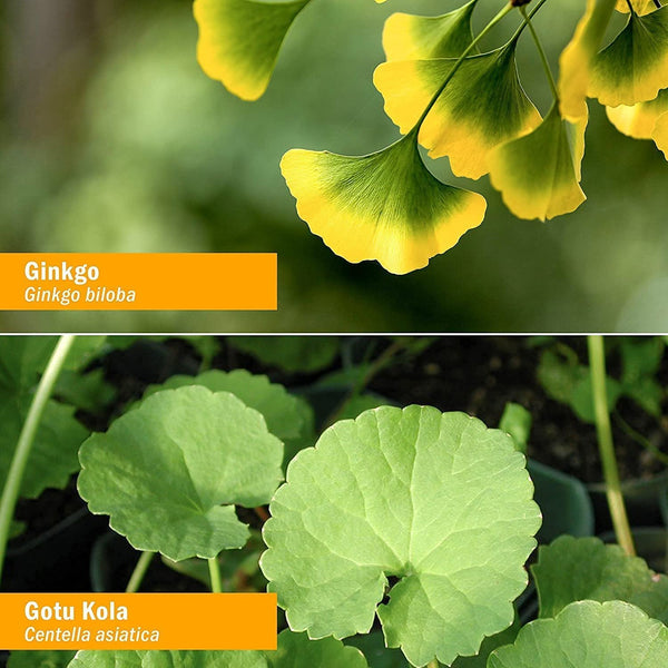 HERB PHARM - Brain and Memory Herbal Formula - 1 fl. oz. (29.6 ml)